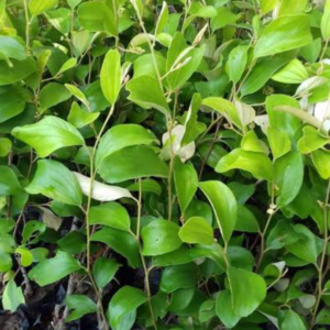 ২ পিস বারোমাসি বড়ই চারা